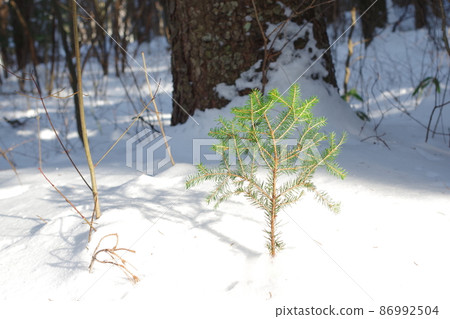 在雪中的樹木 在雪中的樹木 86992504