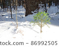 在雪中的樹木 86992505