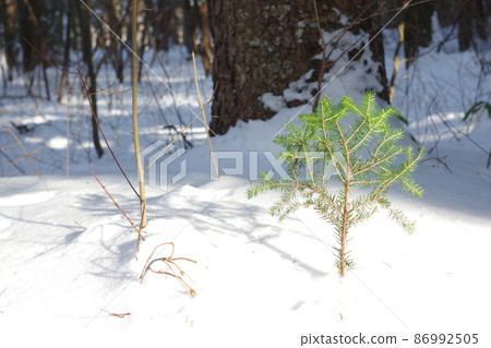 在雪中的樹木 在雪中的樹木 86992505