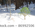 在雪中的樹木 86992506