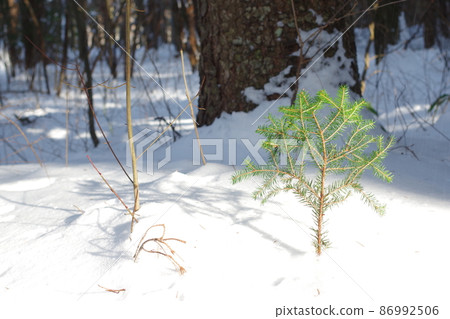 在雪中的樹木 86992506