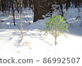 在雪中的樹木 86992507