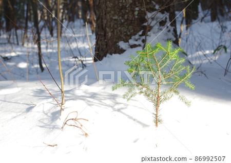 在雪中的樹木 在雪中的樹木 86992507
