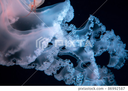 Tentacles of jellyfish and Pacific Seanetle Tentacles of jellyfish and Pacific Seanetle 86992587