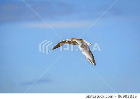 Seagull in the sky Seagull in the sky 86992819