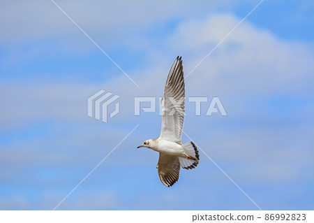 Seagull in the sky Seagull in the sky 86992823