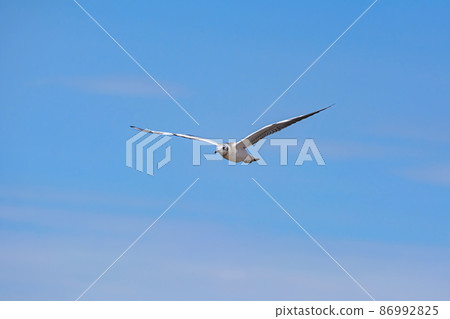 Seagull in the sky Seagull in the sky 86992825