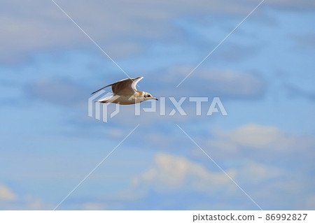 Seagull in the sky Seagull in the sky 86992827
