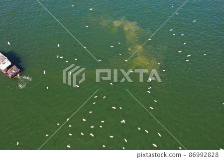 the group of White egret fly after a boat near Sha Tin Hoi 4 Feb 2022 the group of White egret fly after a boat near Sha Tin Hoi 4 Feb 2022 86992828