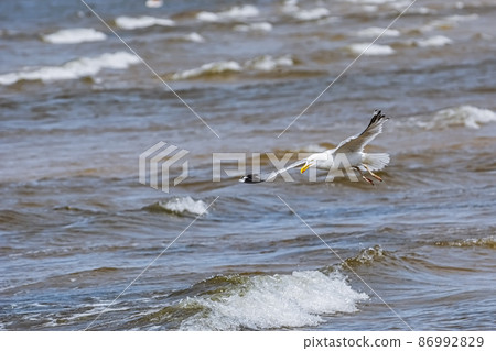 Seagull over the sea 86992829