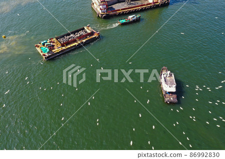 the group of White egret fly after a boat near Sha Tin Hoi 4 Feb 2022 the group of White egret fly after a boat near Sha Tin Hoi 4 Feb 2022 86992830
