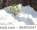 在雪中的樹木 86993047