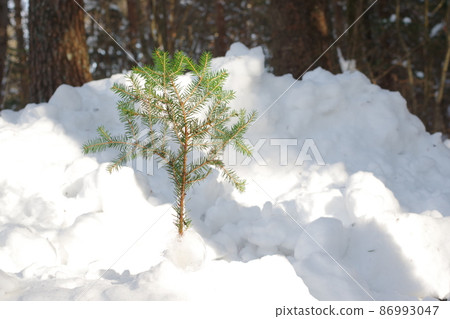 在雪中的樹木 在雪中的樹木 86993047