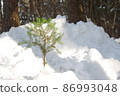 在雪中的樹木 86993048