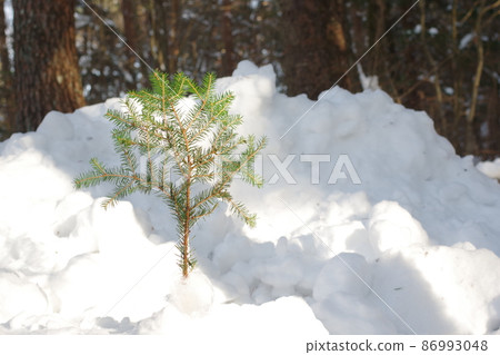 在雪中的樹木 在雪中的樹木 86993048