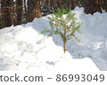 在雪中的樹木 86993049