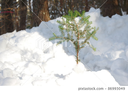 在雪中的樹木 在雪中的樹木 86993049