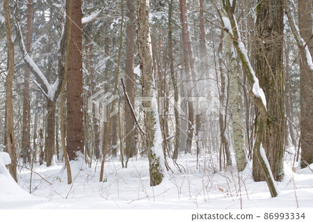 Forest with snow 86993334