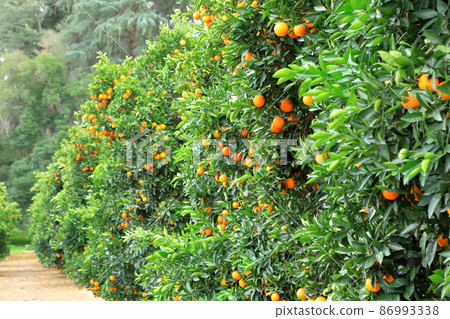California Orange Field, California, USA California Orange Field, California, USA 86993338