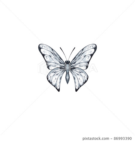 Watercolor butterfly of gray-blue color on a... - Stock Illustration ...