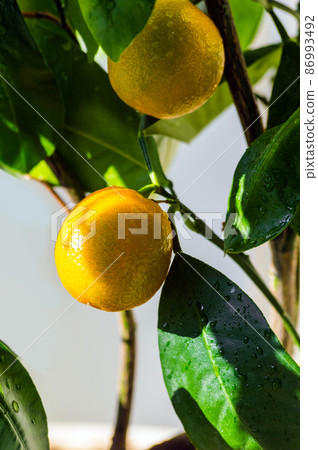 Orange tree. The ripening of citrus fruits on a tree. Yellow juicy fruits. Vertical photo Orange tree. The ripening of citrus fruits on a tree. Yellow juicy fruits. Vertical photo 86993492