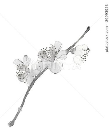 One branch of cherry blossoms Kawazu cherry blossoms Monotone [ink painting style watercolor painting] White background transparent background 86993938