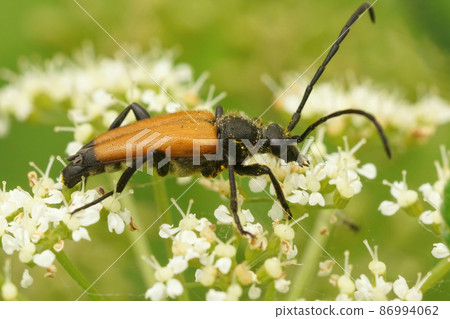 Closeup on a Tawny longhorn beetle, Paracorymbia fulva on the white flower of Daucus carota 86994062