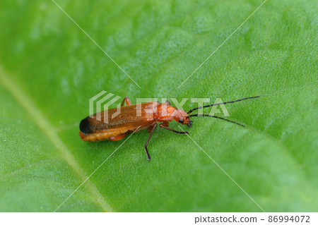Closeup on a Common Red Soldier Beetle, Rhagonycha fulva, sitting on a green leaf in the field Closeup on a Common Red Soldier Beetle, Rhagonycha fulva, sitting on a green leaf in the field 86994072