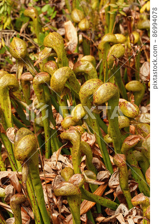 Vertical closeup on the rare carnivorous, cobra lily, Darlingtonia californica at Darlingtonian State Natural Site, Oregon 86994078