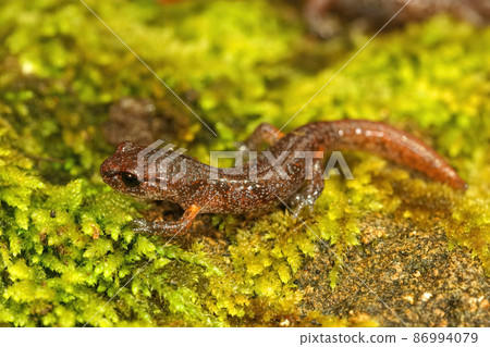 Closeup on a colorful subadult Ensatina eschscholtzii salamander, sitting on green moss in Northern California 86994079