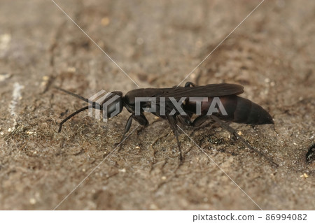 Closeup on the dark black Aporus unicolor, a highly specialised spider hunting wasp in Southern France Closeup on the dark black Aporus unicolor, a highly specialised spider hunting wasp in Southern France 86994082