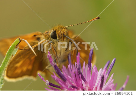 Frontal closeup on a large skipper, Ochlodes sylvanus sitting on a purple knapwood, Centaurea jacae, flower 86994101