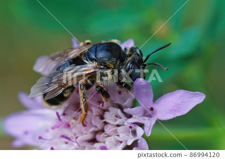 Closeup on a rather large mediterranean solitary bee, Melitturga clavicornis, drinking nectar from a pink scabious lower in Southern France 86994120
