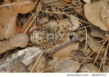 Close up of the Mallow skipper ,Carcharodus alceae, with open wings on a stone in Southern France 86994155