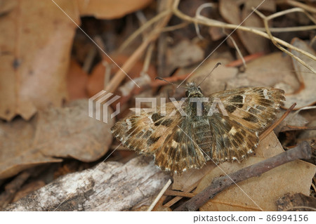 Close up of the Mallow skipper ,Carcharodus alceae, with open wings on a stone in Southern France 86994156