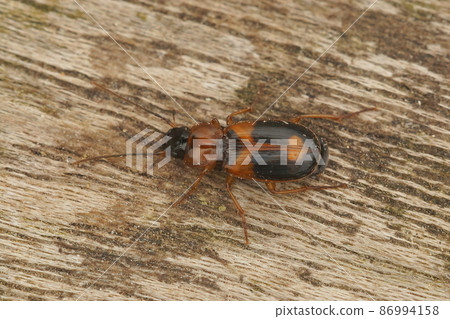 Closeup on a colorful orange small ground beetle, Badister lacertosus, sitting on a piece of wood 86994158