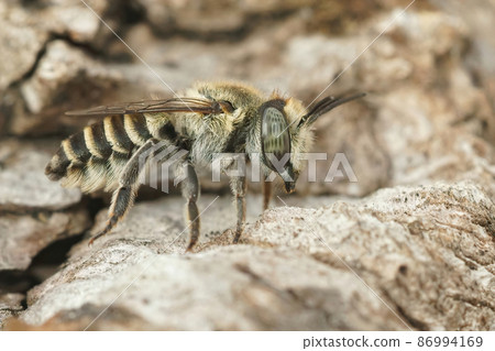 Close up of a female silver colored leafcutter solitary bee, Megachile pilidens, sitting on a piece of wood in Southern France 86994169