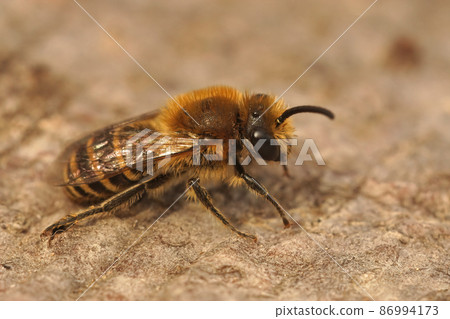 Closeup on a Heather colletes succinctus, male solitary bee sitting on wood Closeup on a Heather colletes succinctus, male solitary bee sitting on wood 86994173