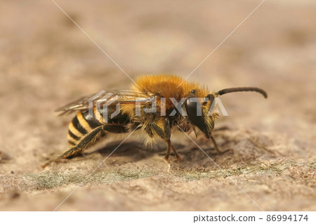 Closeup on a brown, hairy, Heather colletes succinctus, male solitary bee sitting on wood 86994174