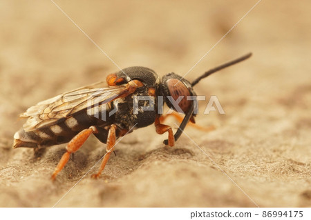 Closeup on the colorful black thighed Epeolus variegatus , sitting on a piece of wood 86994175