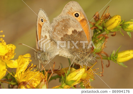 Closeup on a copulation of the Small Heath, Coenonympha pamphilus on yellow flowers in the field 86994176