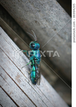 Vertical closeup on a colorful metallic blue-green parasite jewel wasp, Trichrysis cyanea in the garden Vertical closeup on a colorful metallic blue-green parasite jewel wasp, Trichrysis cyanea in the garden 86994205