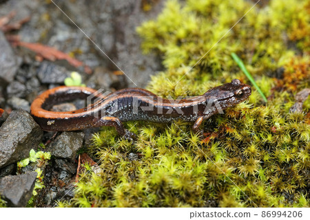 Close up of the yellow form of the Western redback salamander , Plethodon vehiculum at Holcomb area, Washington state on forest floor Close up of the yellow form of the Western redback salamander , Plethodon vehiculum at Holcomb area, Washington state on forest floor 86994206