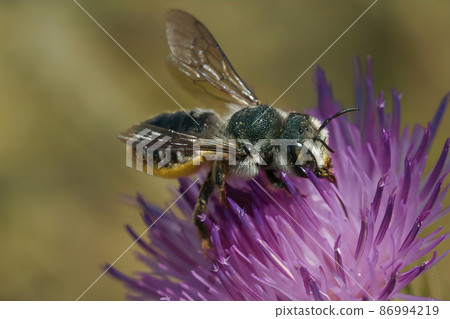 Closeup on a female mediterranean golden-tailed woodborer, Lithurgus chrysurus sipping nectar from purple knapwood, Centaurea, flower with open wings Closeup on a female mediterranean golden-tailed woodborer, Lithurgus chrysurus sipping nectar from purple knapwood, Centaurea, flower with open wings 86994219