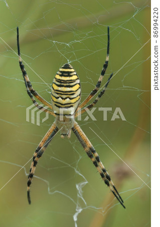 Vertical full body close up of the wasp spider ,Argiope bruennichi, in her web, Gard, France Vertical full body close up of the wasp spider ,Argiope bruennichi, in her web, Gard, France 86994220