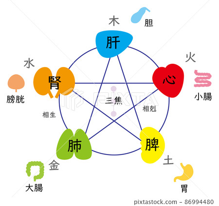 Correlation diagram of five elements and five viscera, oriental medicine, colorful and cute 86994480