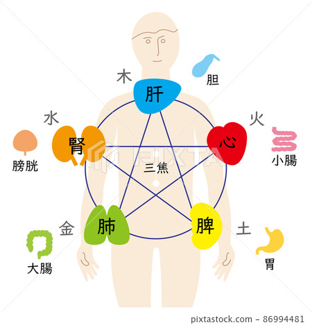 Correlation diagram of five elements and five viscera and six dragons, oriental medicine, human body 86994481