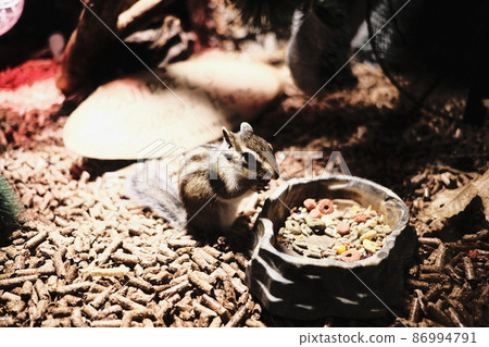 在沙子吃獵物的囓齒動物松鼠 在沙子吃獵物的囓齒動物松鼠 86994791