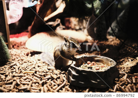 在沙子吃獵物的囓齒動物松鼠 在沙子吃獵物的囓齒動物松鼠 86994792