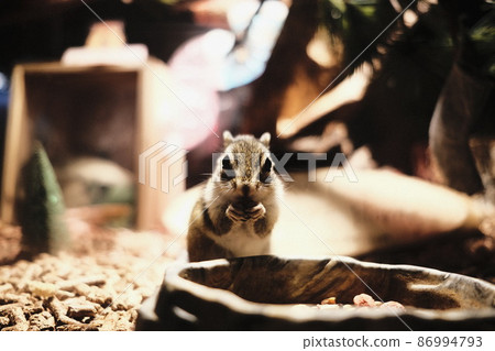 在沙子吃獵物的囓齒動物松鼠 在沙子吃獵物的囓齒動物松鼠 86994793